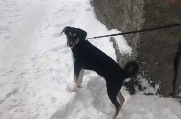Найден привязанный пес в Березовском, ищем хозяев.