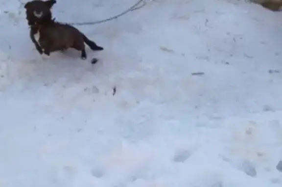 Собаки потеряшки, село Анненское, фото: Потеряшка собака Чарли в селе Анненское, Челябинская область