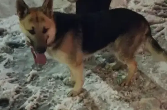 Найдена собака в Павловске, СПб - СРОЧНО!