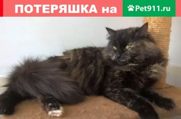 Найдена пушистая черепаховая кошка в Екатеринбурге (ул. Московская, 58)