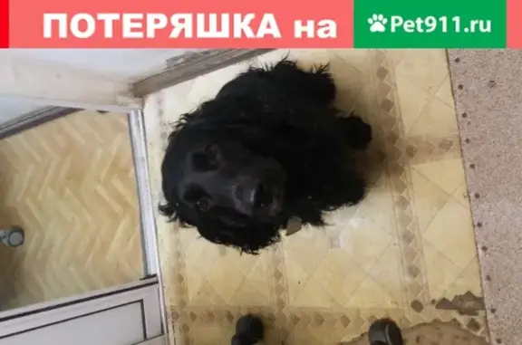 Найдена собака на ул. Лейтенанта Шмидта в Новороссийске