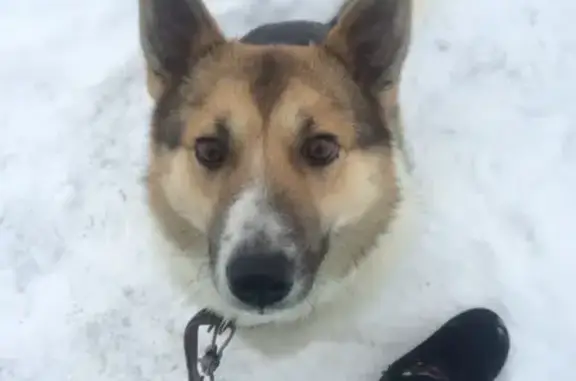 Пропала собака в посёлке Рязанцево, вознаграждение за информацию.