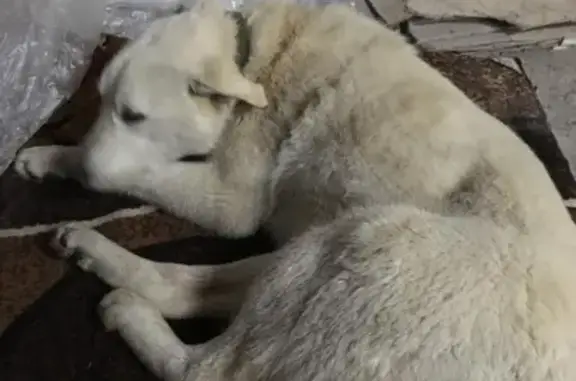 Найдена собака с поврежденной ногой в Сибае