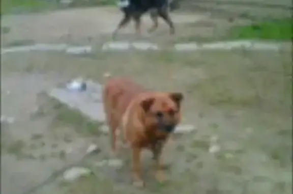 Пропала собака в Гатчинском районе, адрес: г. Коммунар, Лен. обл.