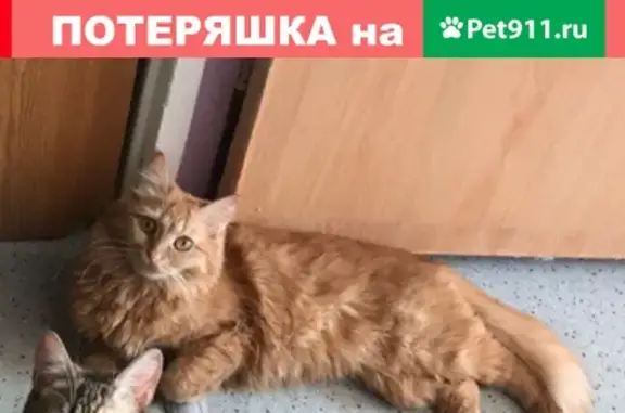 Пропала кошка на Южном шоссе, Тольятти