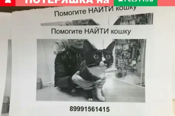 Пропала кошка на Завойского 8 в Казани