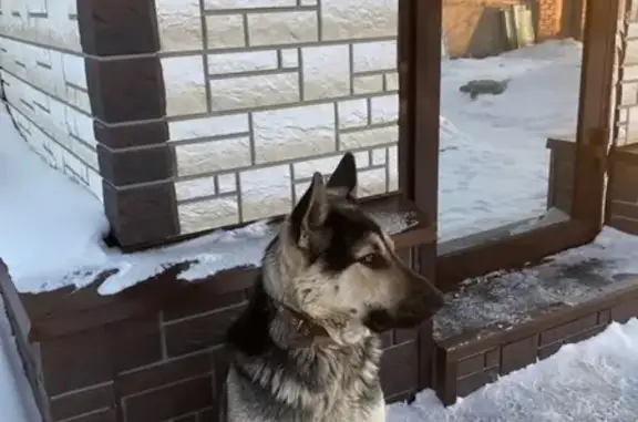 Пропала собака Альфа в Братске