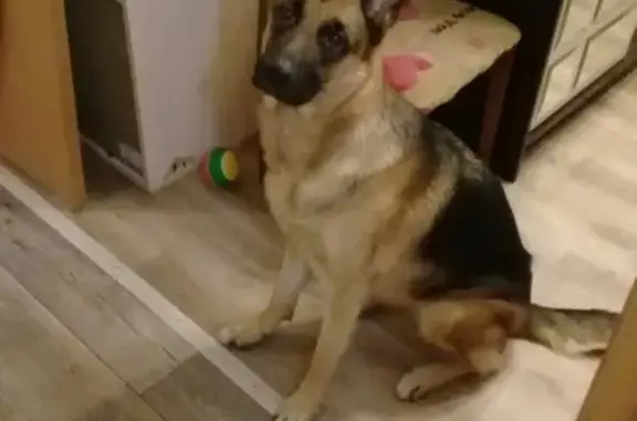 Собаки потеряшки, Кострома, фото: Потеряшка немецкая овчарка на ул. Симоновской в Костроме