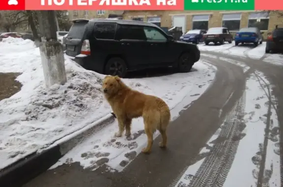 Собака Рыжий на Советской, 13 в Истре