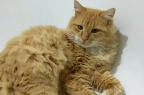 Потерянные животные Новая Симоновка, фото: Пропала кошка в Новой Симоновке