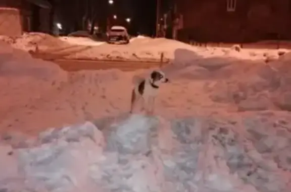 Собака в ошейнике бегает в районе цирка, Нижний Новгород