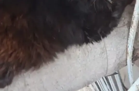 Найден кот на Оптике в Армавире