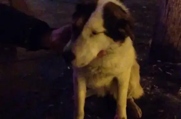 Найдена собака в Бежице, ищем хозяина!