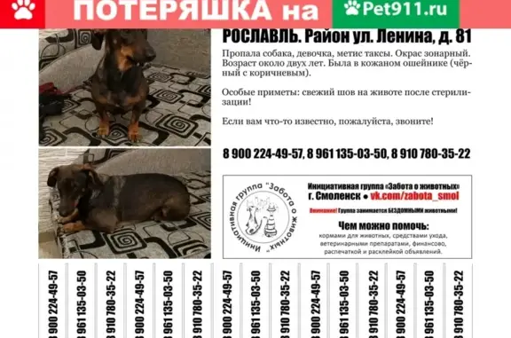 Пропала собака в Рославле, помогите найти!