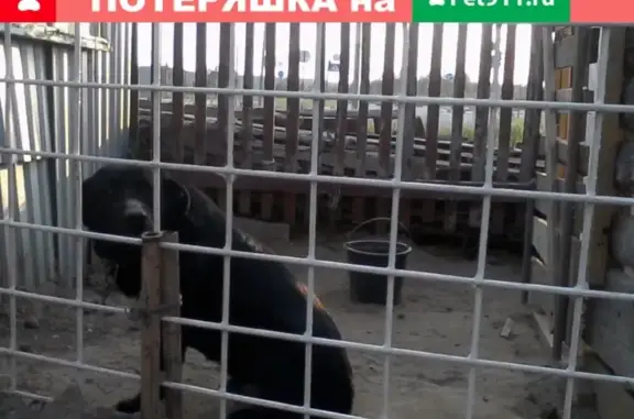 Пропала собака в деревне Жуково, Ивановская область