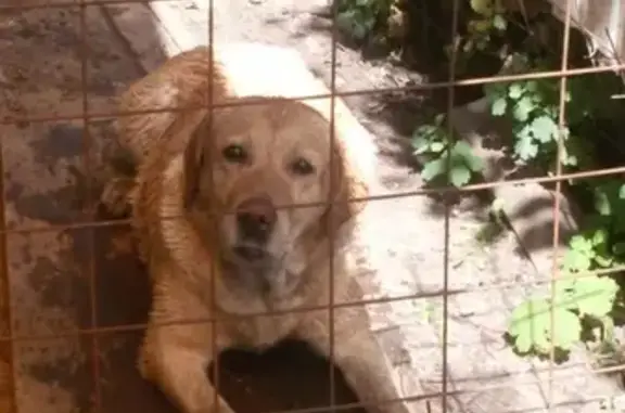 Пропала собака в Тамбове, зовут Дина, без ошейника.