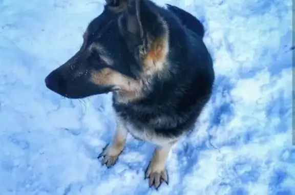 Пропала собака Лорд в деревне Стояново, Московская область