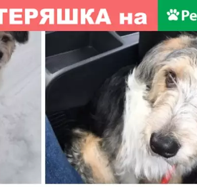 Найдена собака в Алтуфьево 27.02.19