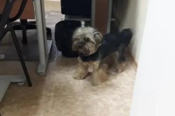 Найдена собака в Мурманске