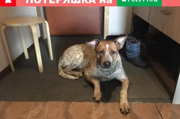 Найдена собака на улице Головачёва 27, Москва