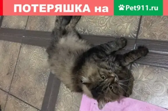 Пропал кот Альбус в районе метро Аметьево, Казань