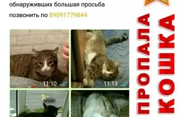 Кошки потеряшки, Курган, фото: Потеряшка кот: Гоголя 92, Курган.