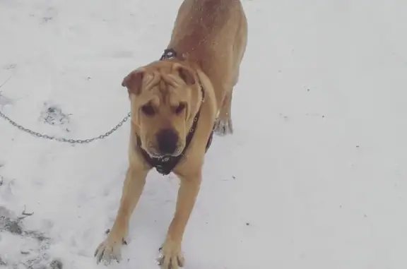 Пропала собака Тимоша в районе п.Сотниково, Улан-Удэ