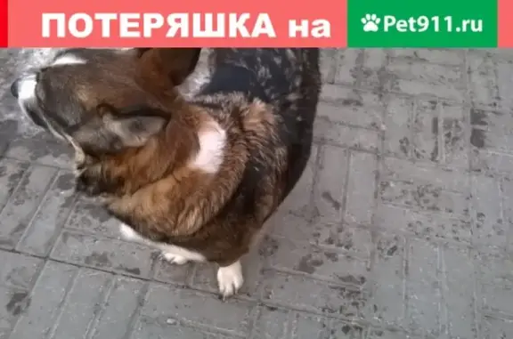 #Потерянная собака на Богдана Хмельницкого, Челябинск