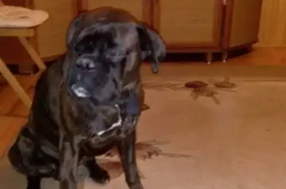 Собаки потеряшки, Нижний Новгород, фото: Потеряшка боксёр в Стригино, помогите!