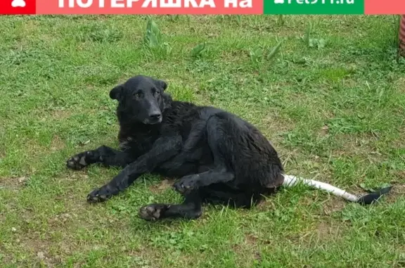 Пропала собака в Якиманском, Солнечногорск М.о.