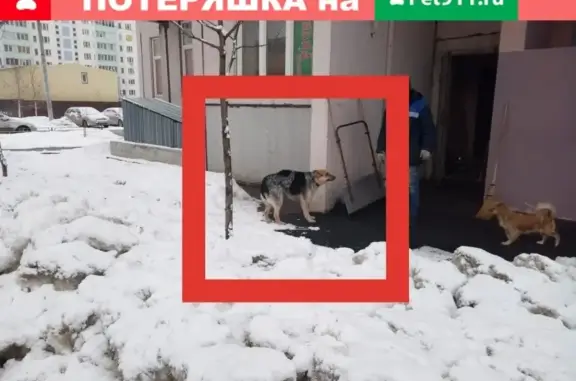 Найдена собака в Чехове: серый окрас, номер телефона на ошейнике заблокирован.