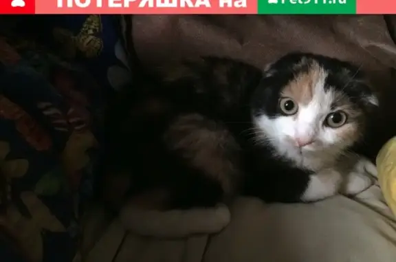 Найдена трёхцветная вислоухая кошка в Верхнем Дуброво