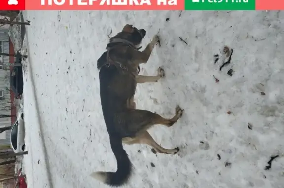 Собака на Первомайской, 64: серо-коричневый кобель с кожаной шлейкой