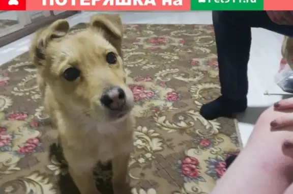 Найдена собака Ника в Среднеуральске