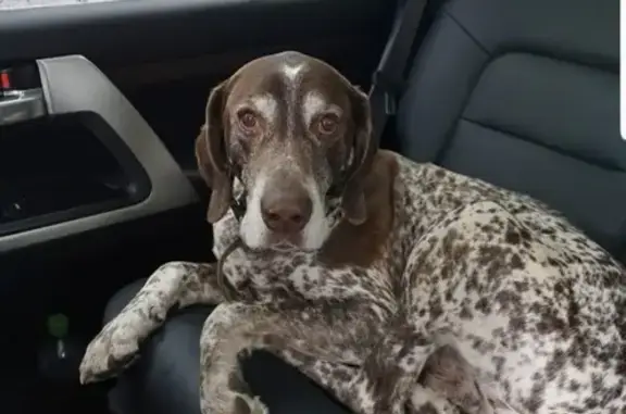 Найдена собака, Изворотень, фото: Найдена собака в деревне Изворотень, с ошейником