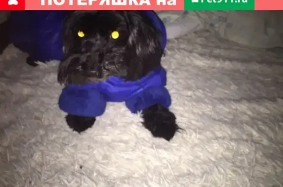 Пропала собака Тина в 19 квартале, Тольятти