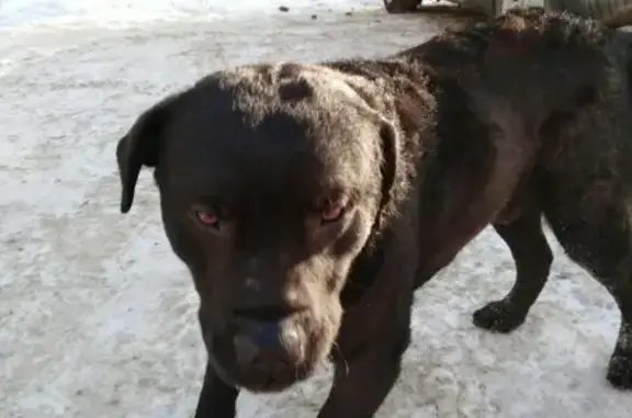 Найдена собака возле КВЦ в Кургане