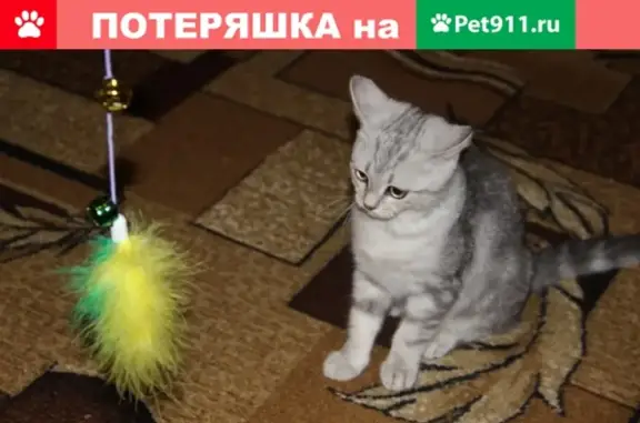 Найдена кошка возле гаражей в Томске