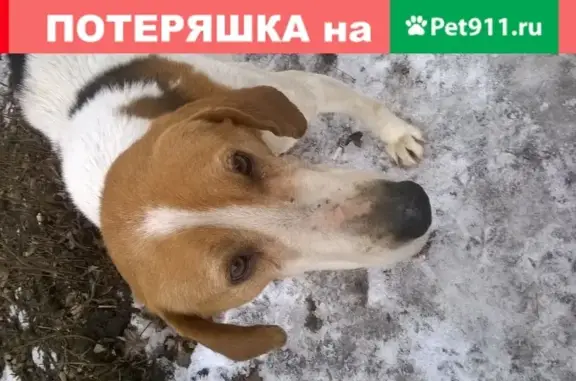 Найден крупный породистый кобель в Воронеже - помогите найти хозяина!