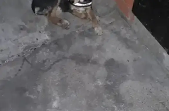 Найдена собака на ул. Тимирязева в Чите