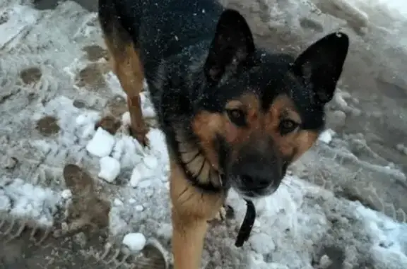 Потерян пес с ошейником возле заправки на Фахретдина-Полевой