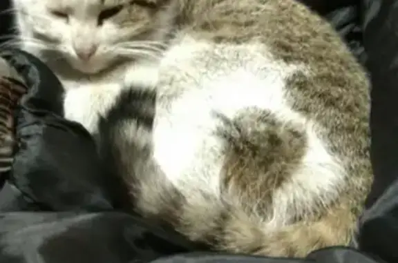 Найдена кошка на Ириновском пр. в СПб