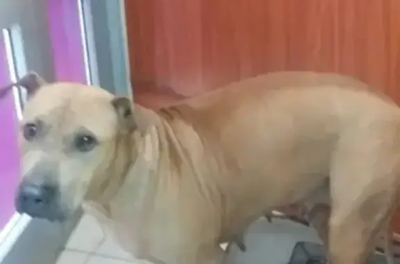 Найдена собака в Волгограде, Краснооктябрьском районе
