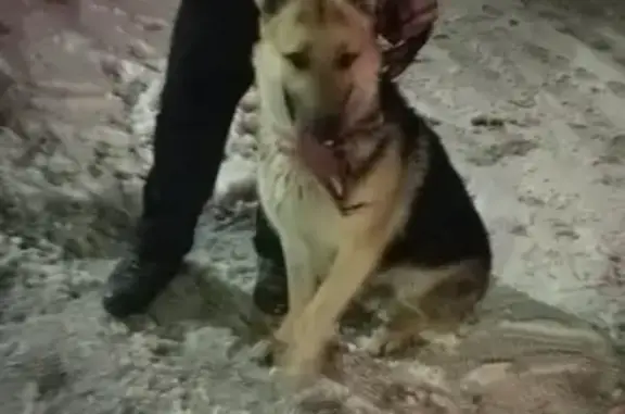 Найдена собака в Павловске, СПб