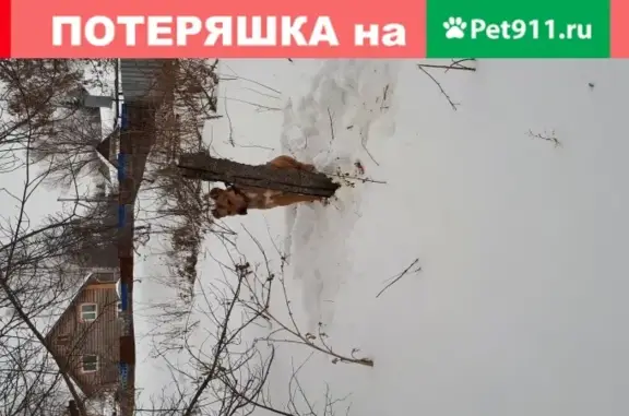 Найден молодой кобель в Нижегородской области