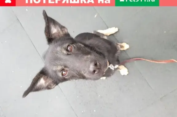 Найдена ласковая собака на Заполярной улице