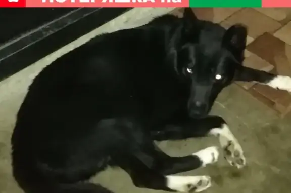 Найден пёс в Самаре, требуется передержка
