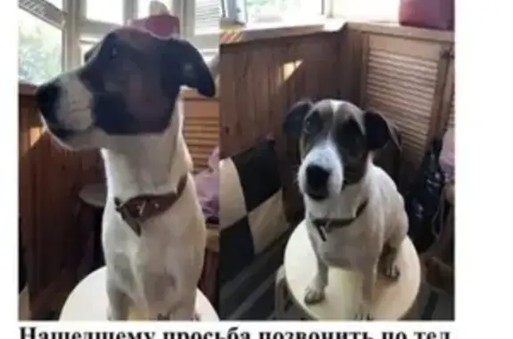 Пропала собака в Казани, помогите найти!