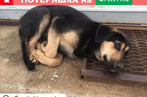 Найдена домашняя собака в Истре, село Павловская Слобода #потеряшка_жк_сказка
