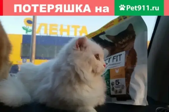 Пропала белая кошка в районе Каменоломни, Ростовская область